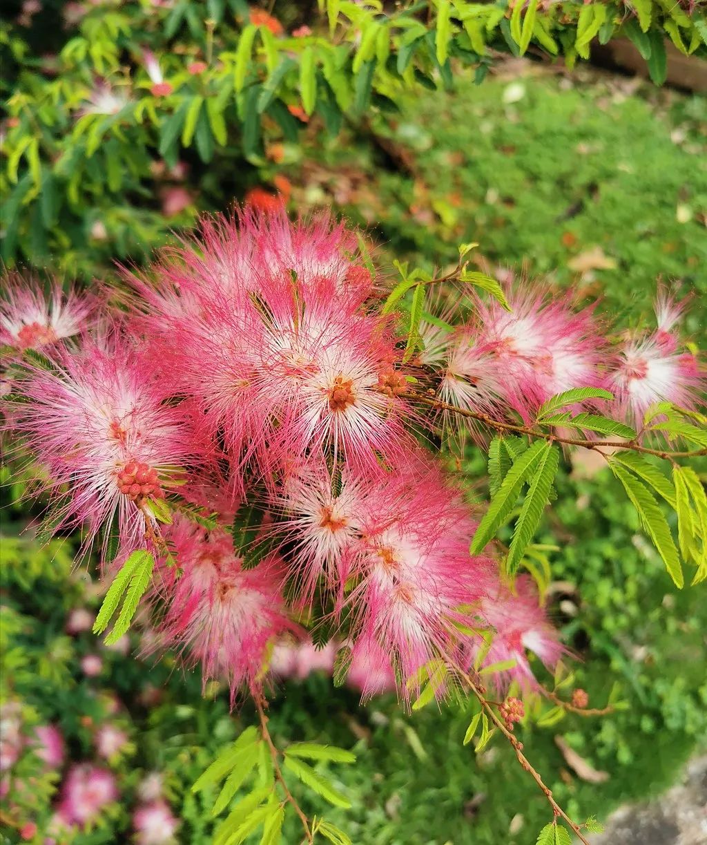 美丽云南微科普