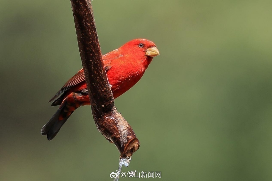 保山新闻网