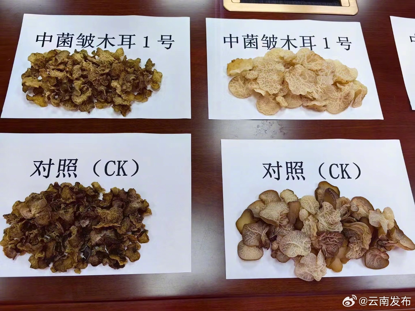 云南发布