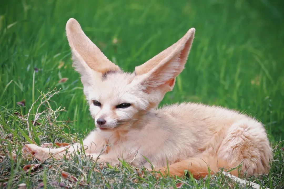 云南野生动物园