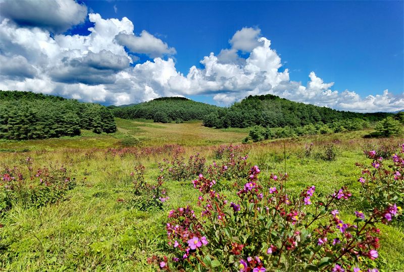 云南省文化和旅游厅