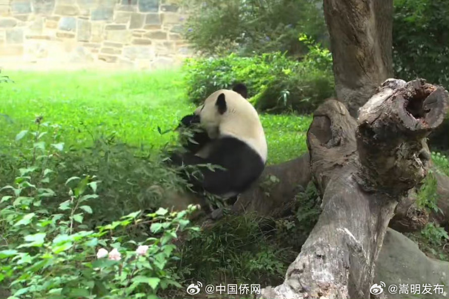 嵩明发布