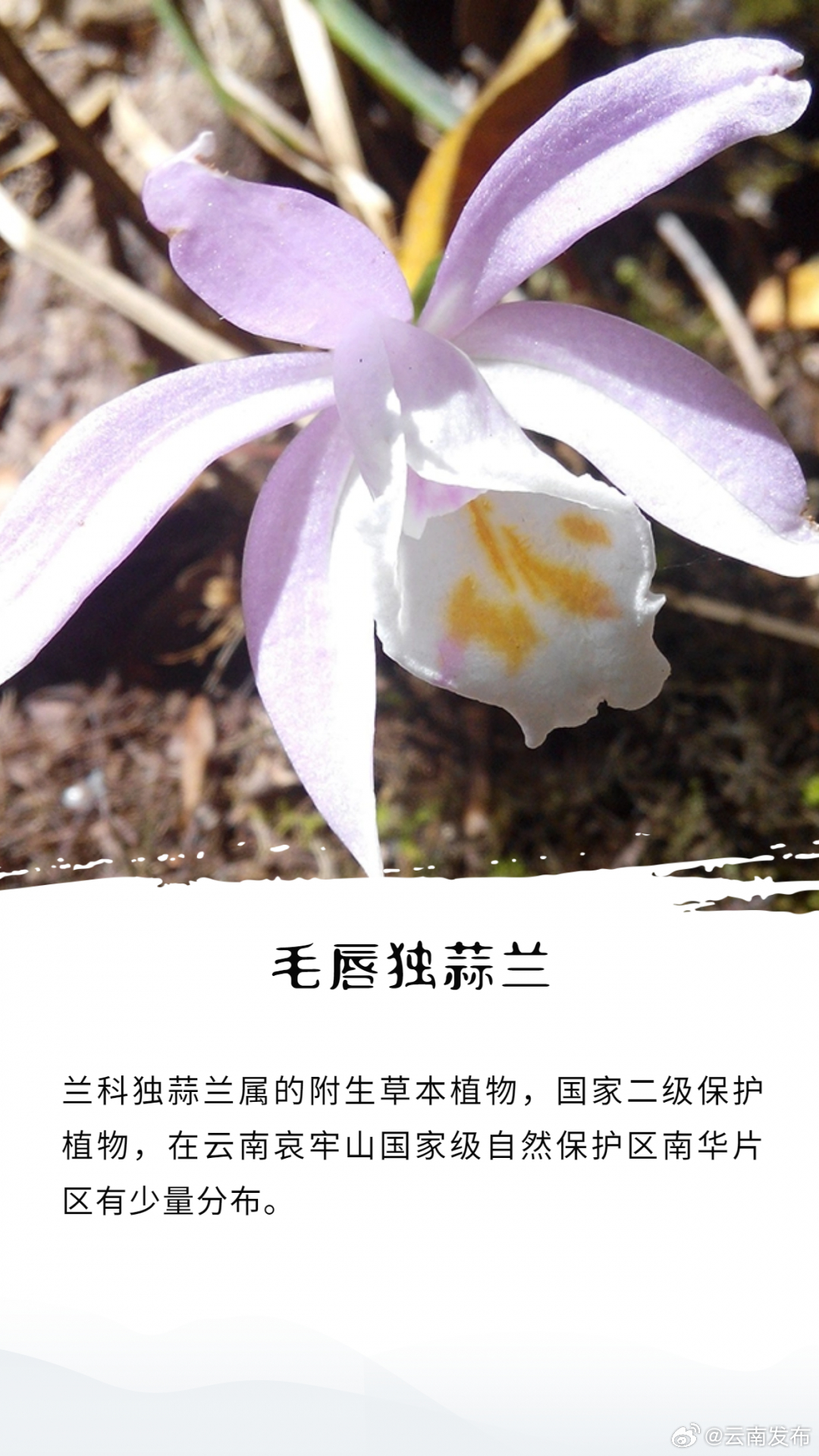 云南发布
