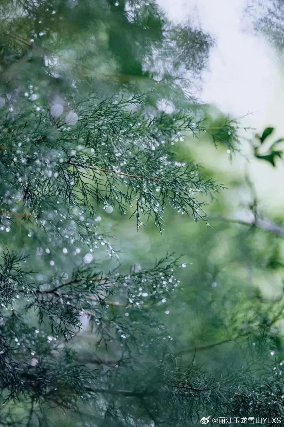 丽江玉龙雪山YLXS