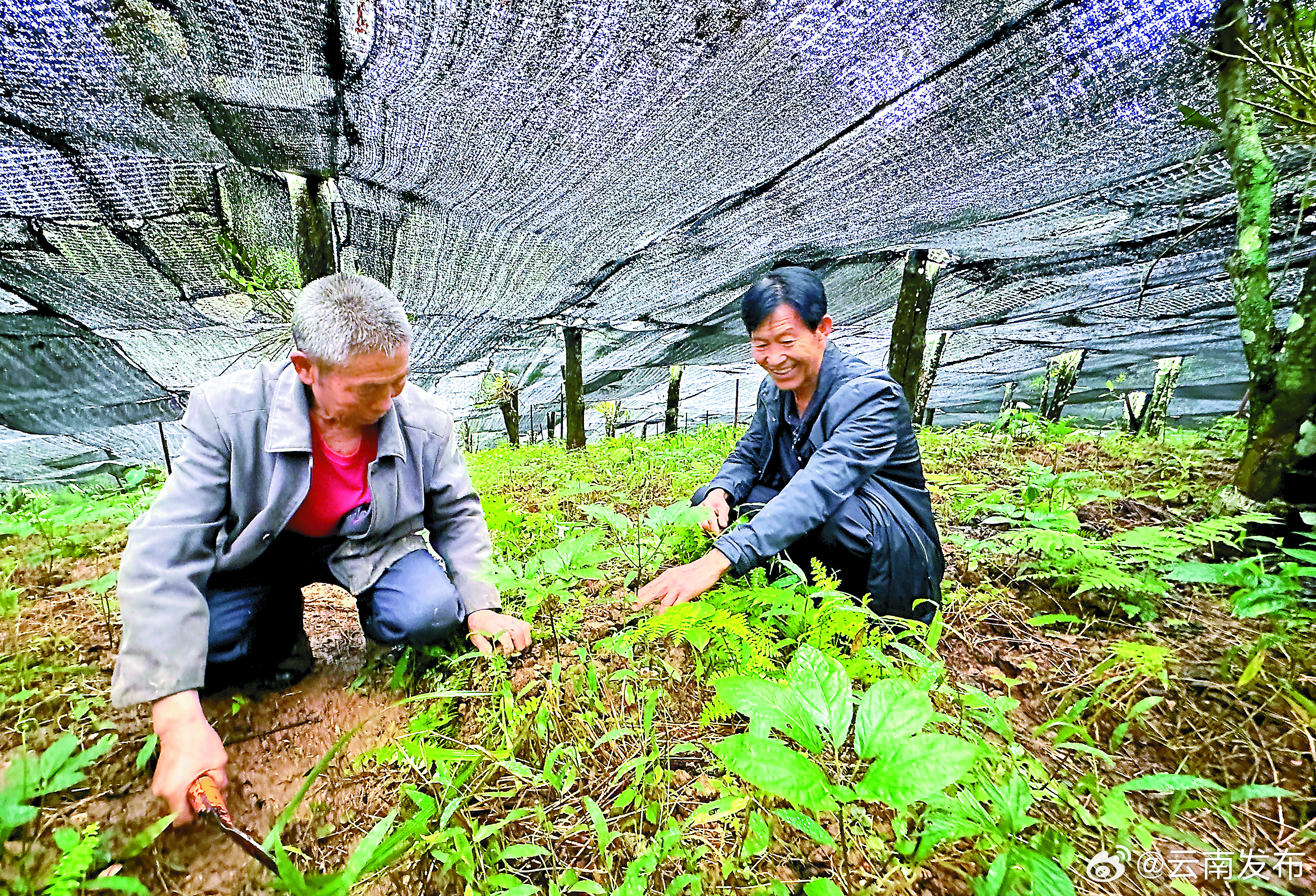 林下生“金” 生态富民