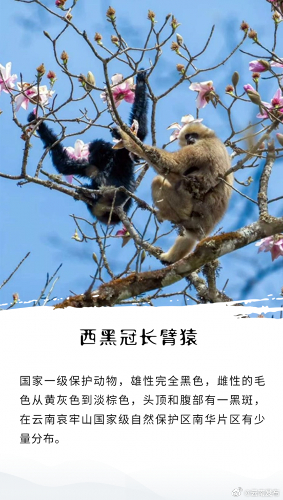 云南发布
