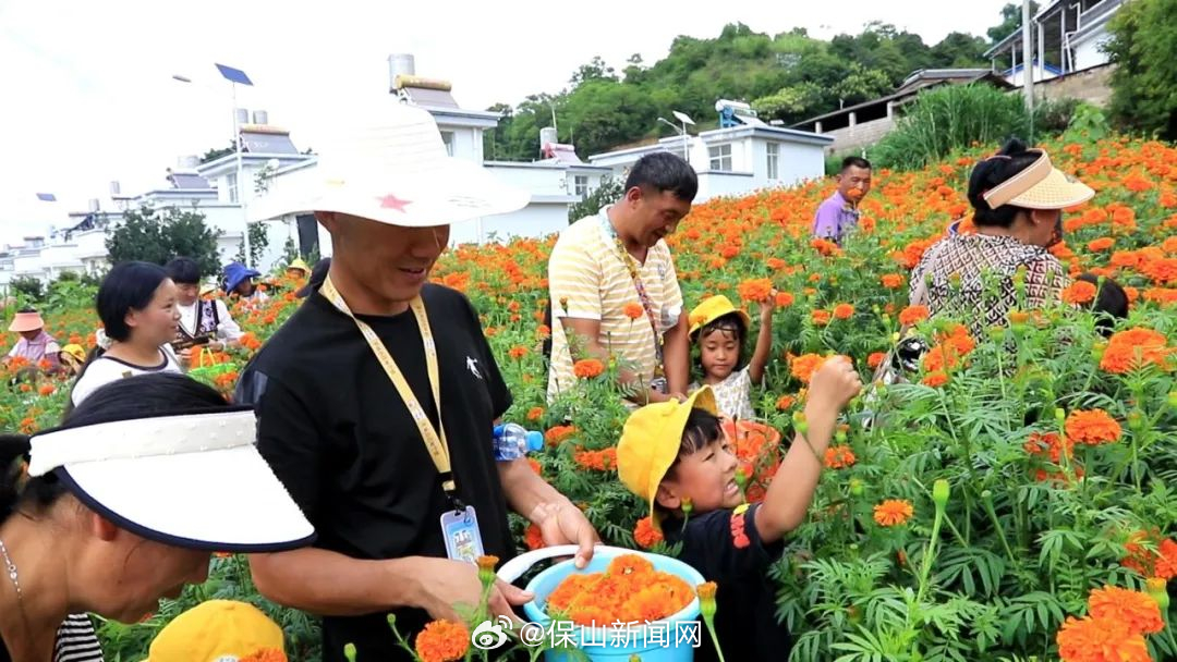万寿菊争相开放 亲子采摘享乐趣