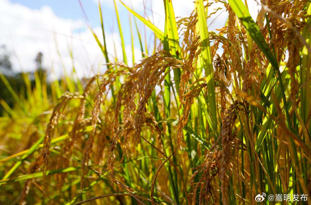 三代人 初心共筑走出“楚粳”好“稻”路