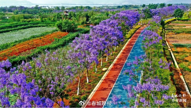 春城晚报