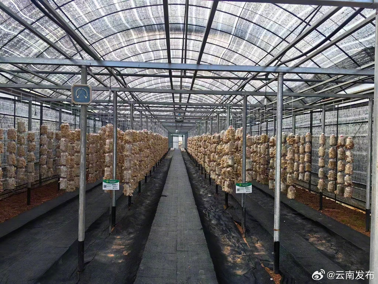 云南发布