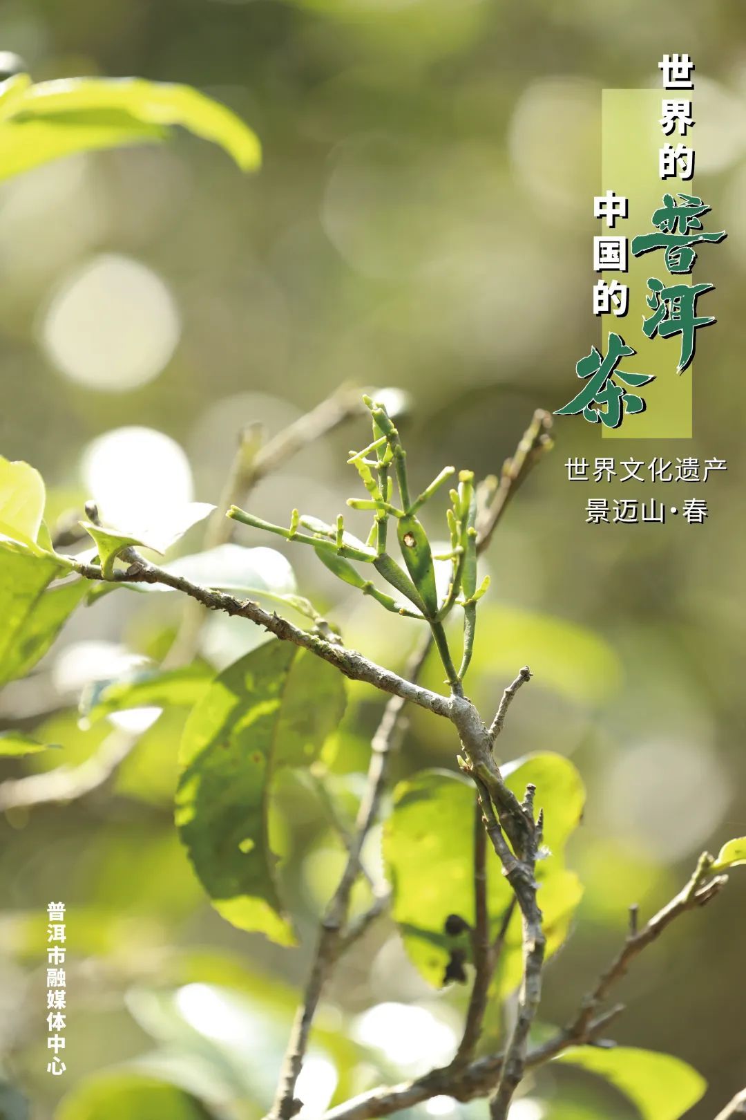 云南网