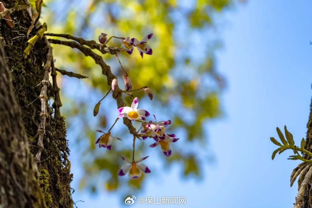 保山新闻网