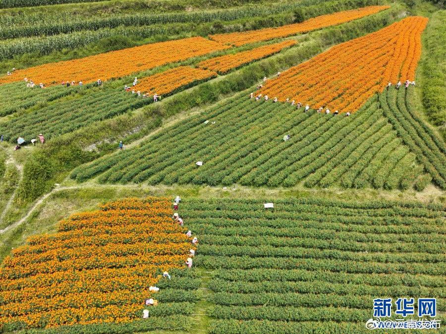 保山腾冲：万寿菊喜迎丰收 花海如画助增收