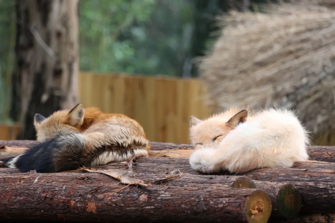 云南野生动物园