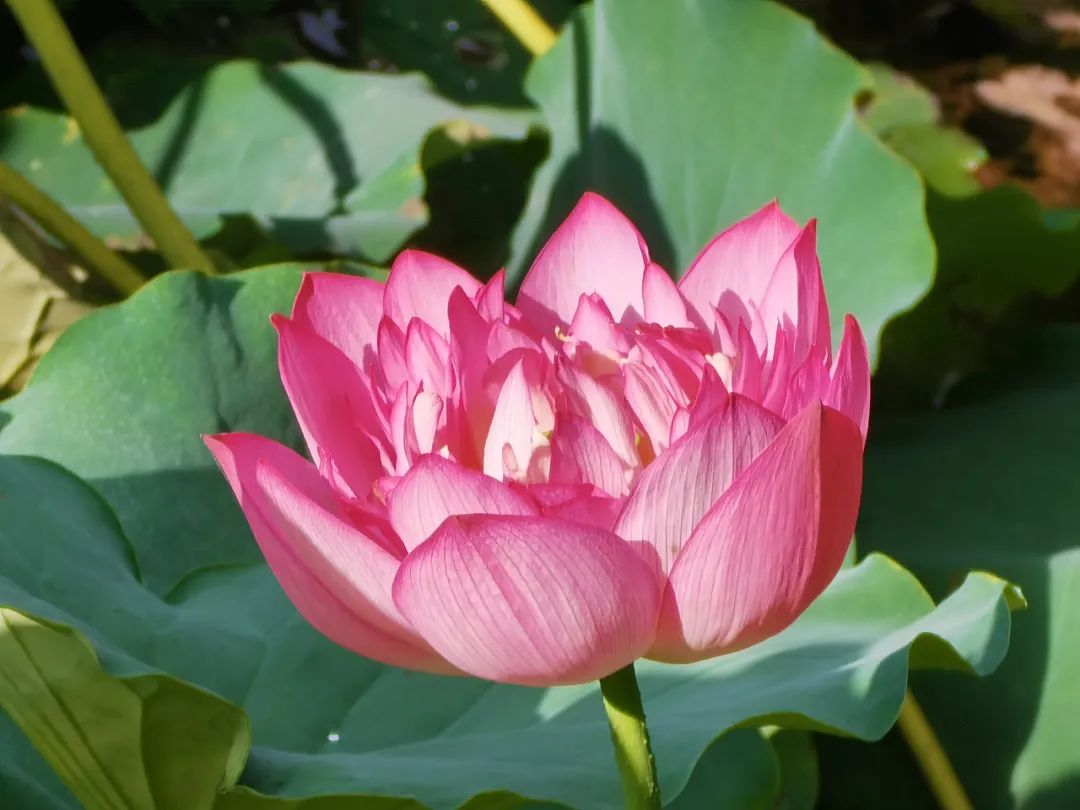 清风春城