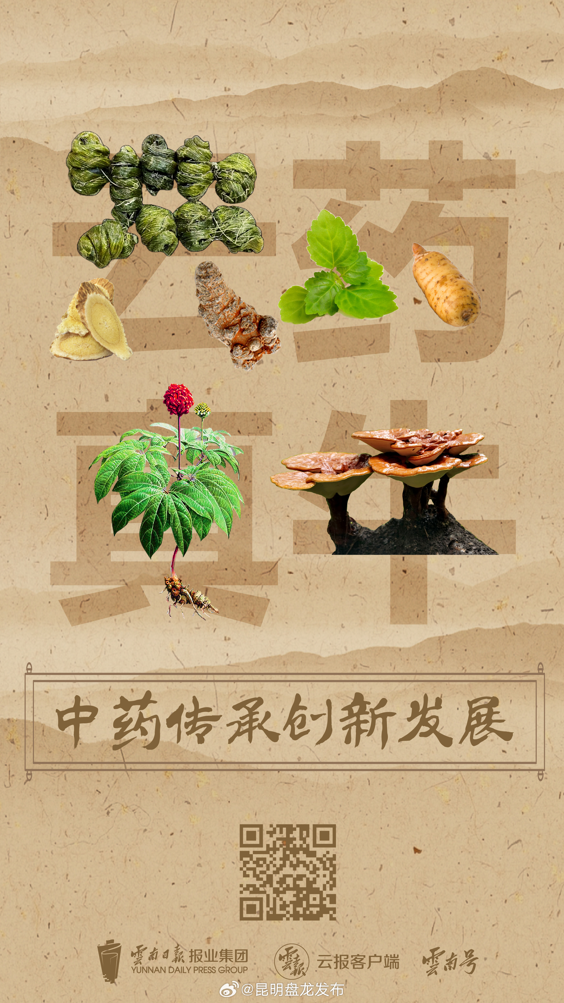 聚焦云南中医药丨云药，底气十足！