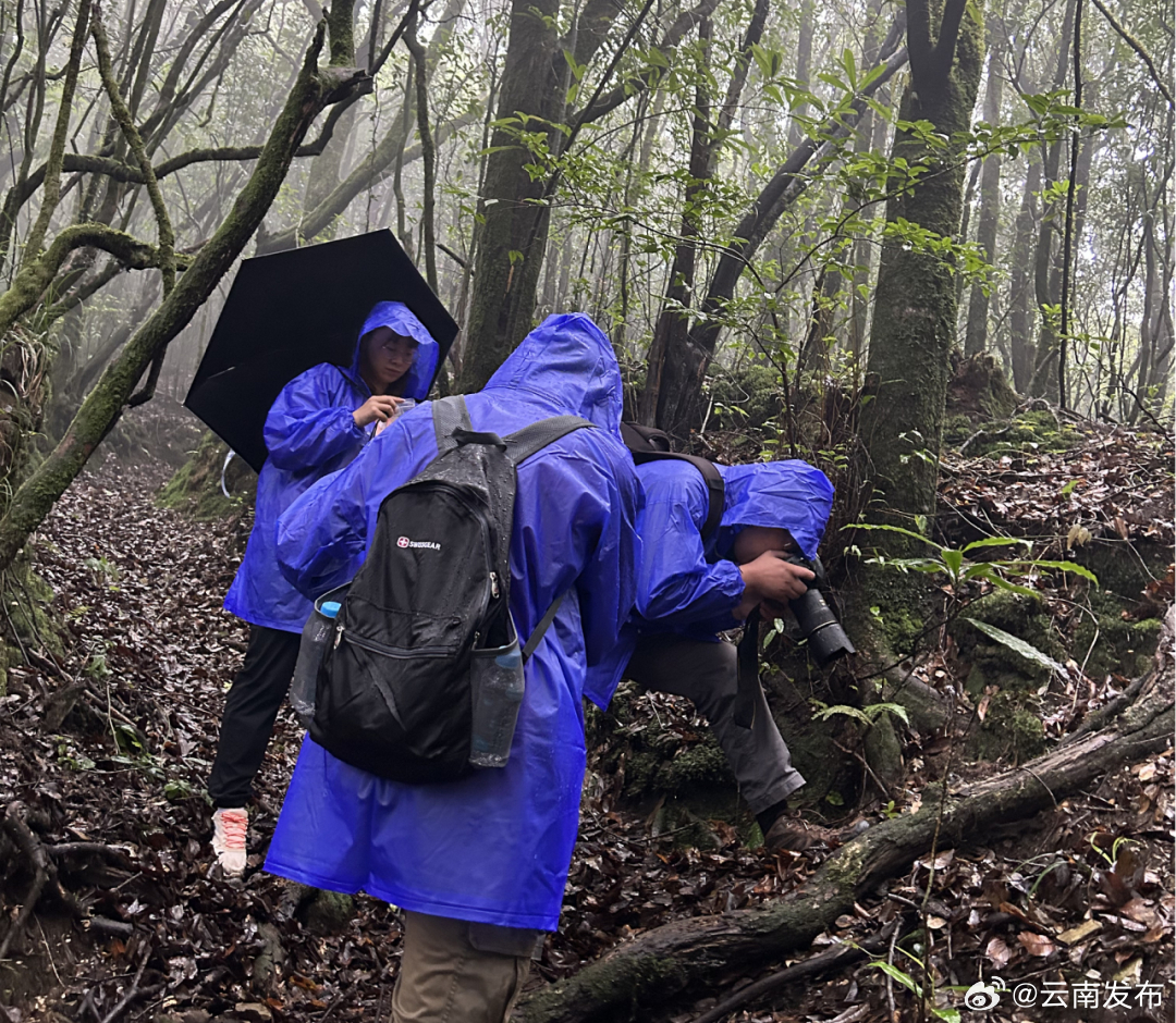 4名科研人员赴大理开展野生菌生态及种类多样性调查