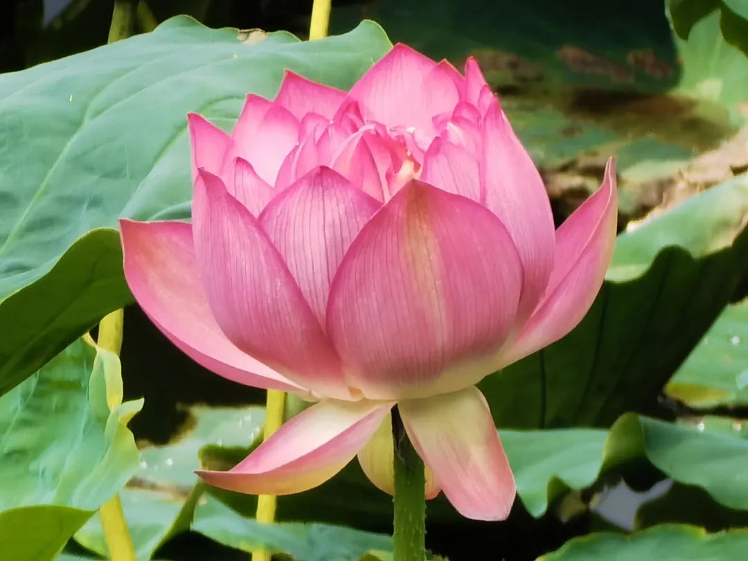 清风春城
