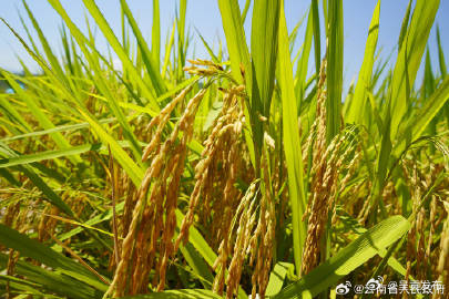 云南财政强化支持保障，助力秋粮稳产丰收