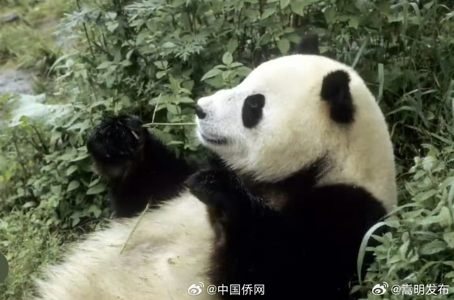 嵩明发布