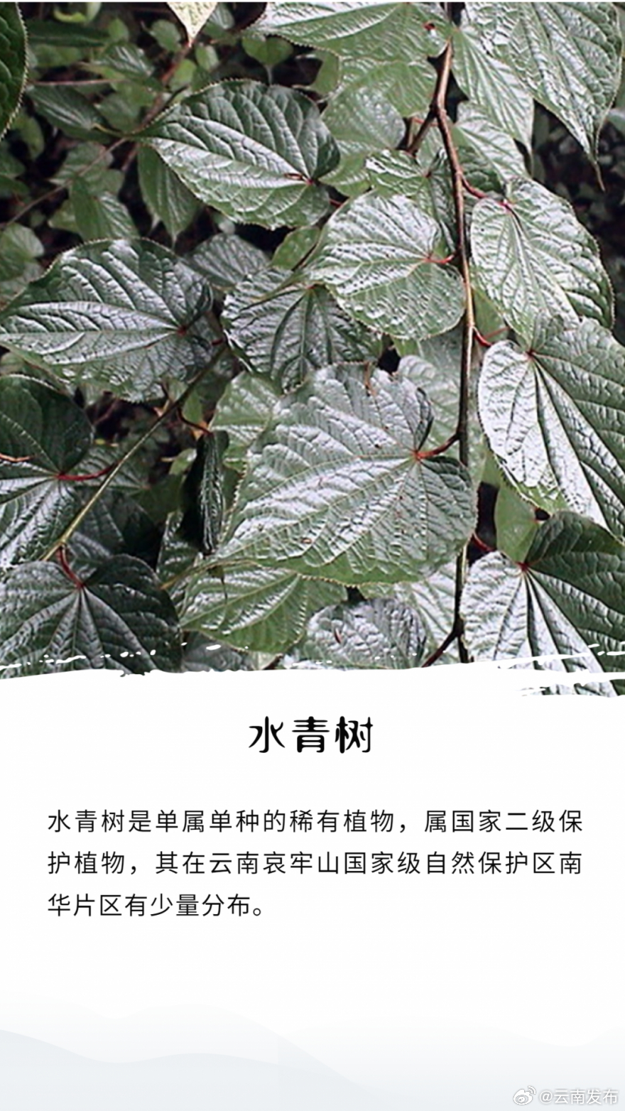 云南发布