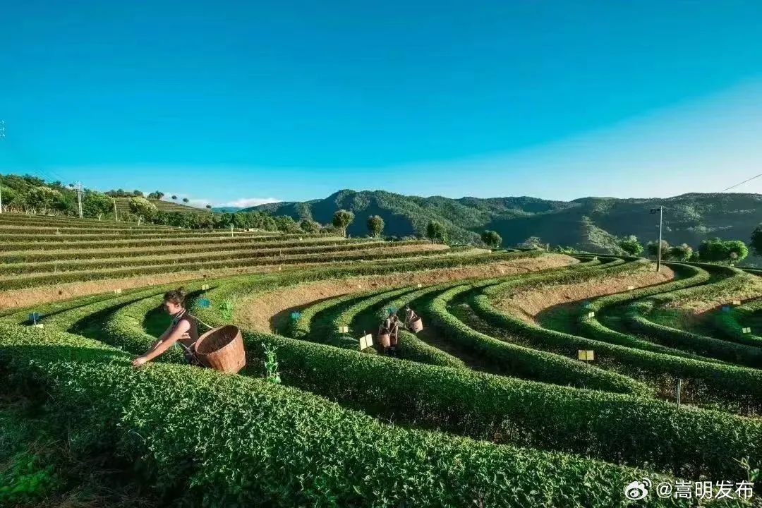 签约17亿元！“茶香双江·相约南亚”推介活动收获满满