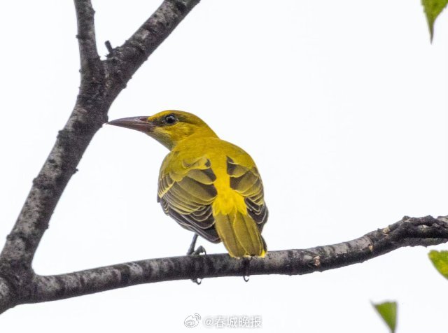 春城晚报
