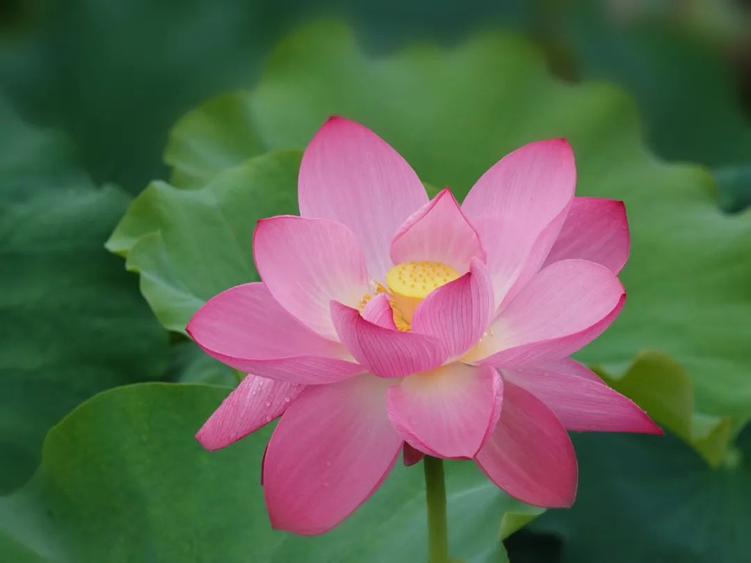 清风春城