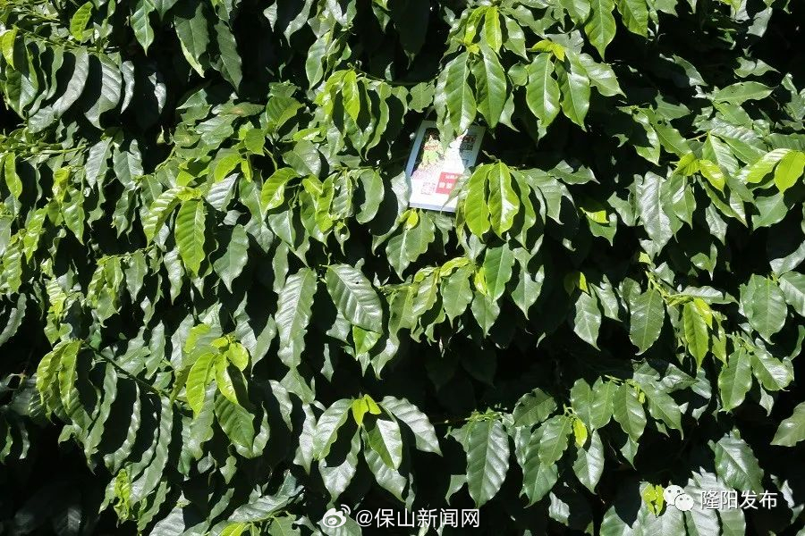 保山新闻网
