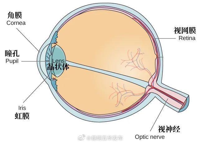 老花眼变轻可能是白内障