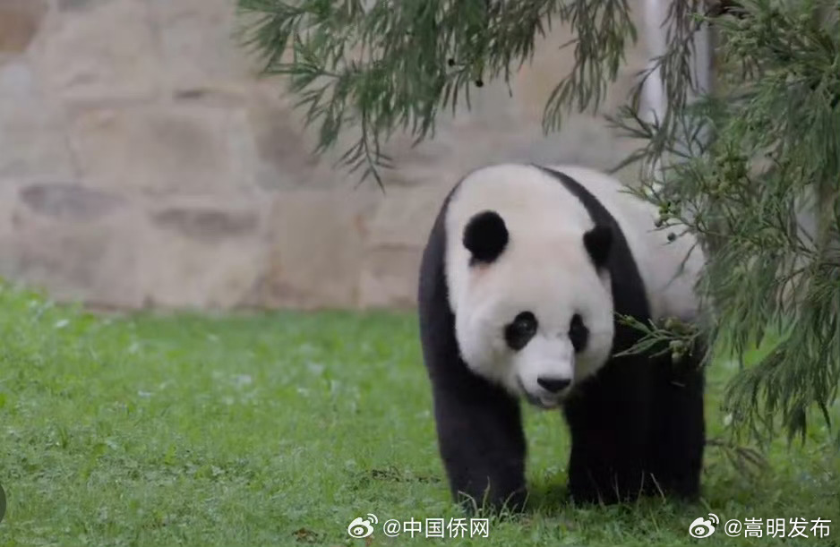 嵩明发布