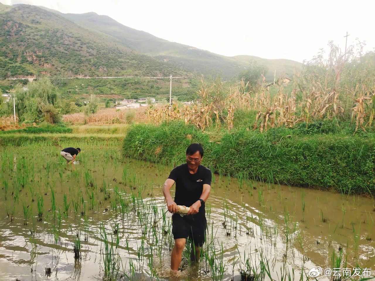 丽江永胜高寨：稻花香里鱼儿肥