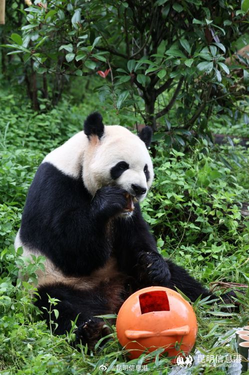 昆明信息港微博