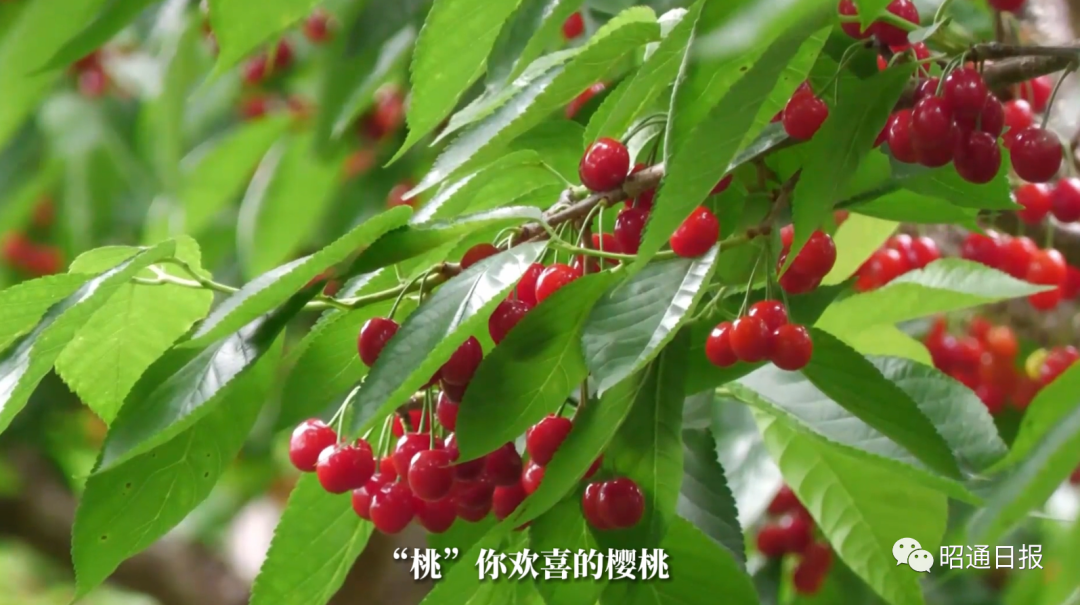 昭通日报