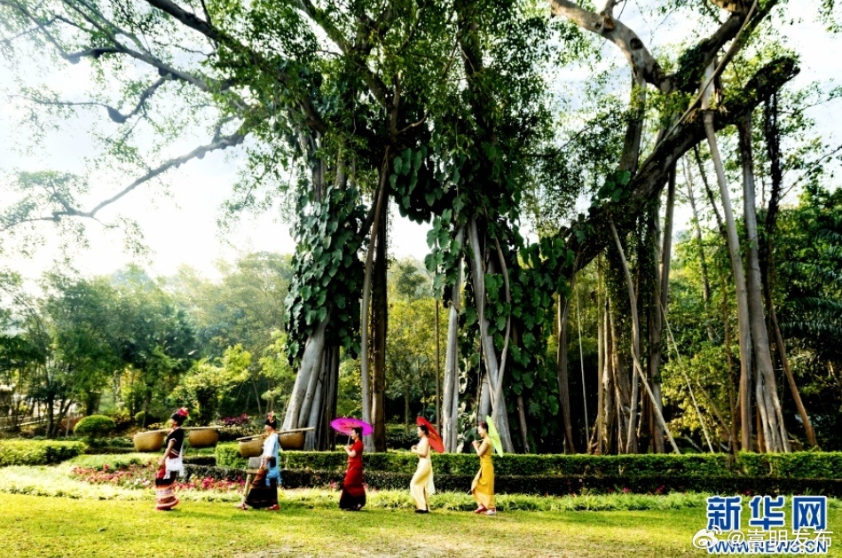 勐海1株古树入选全国“双百”榜单