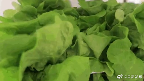 绿叶菜放冰箱别超3天就别吃了