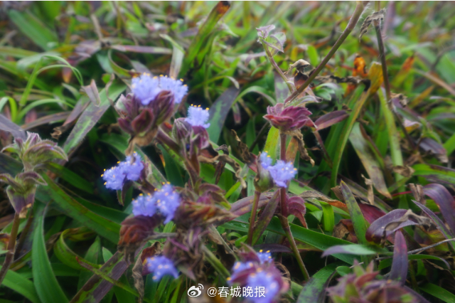 古韵新城 水墨石屏 | 推进精深加工 龙武镇露水草产业发展再提升