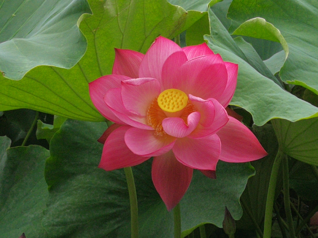 清风春城