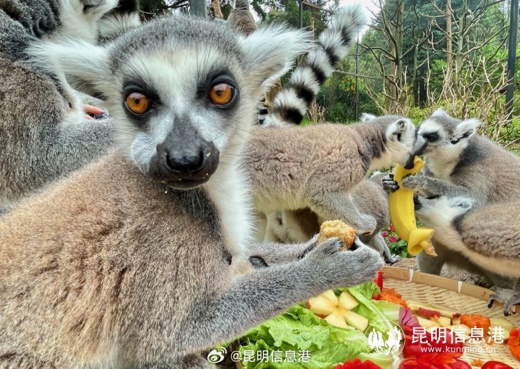 昆明信息港微博