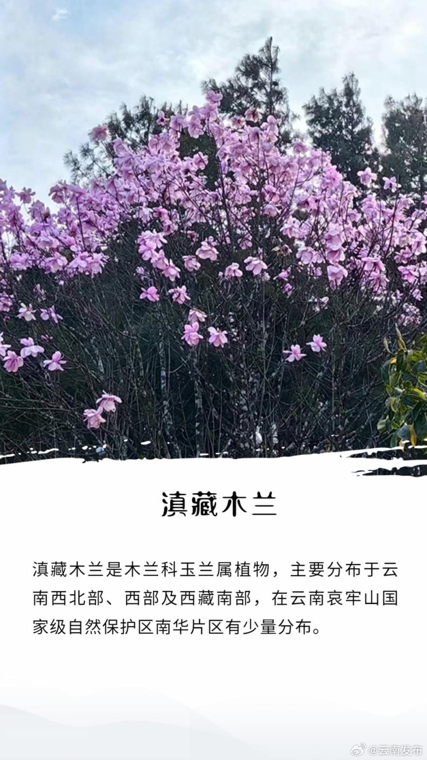 云南发布