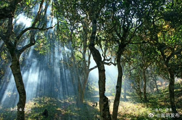 刚刚申遗成功的云南景迈山，你去过吗？这份旅游攻略请收好！