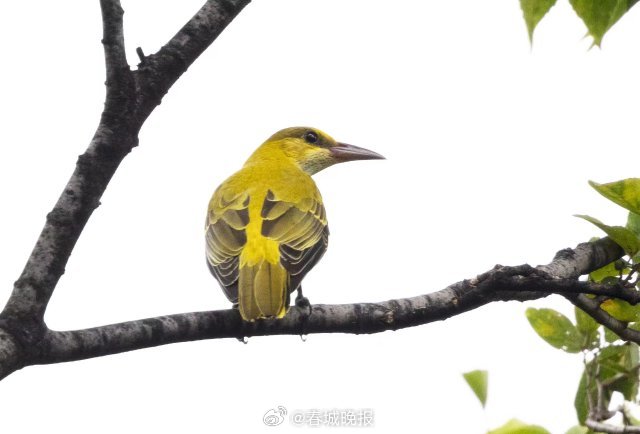 春城晚报