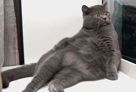 养出易胖体质的原因找到了