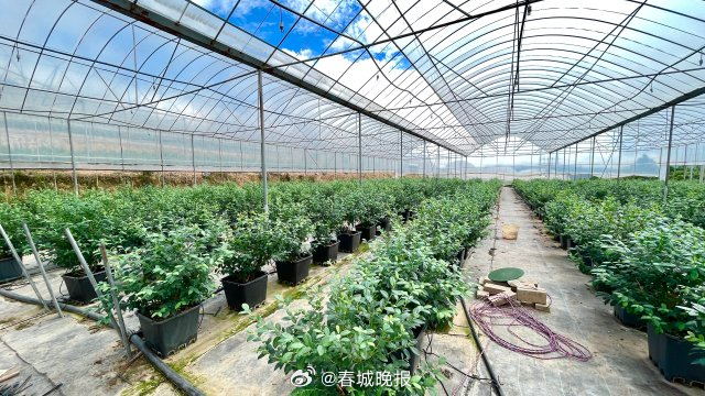 古韵新城 水墨石屏丨龙朋镇：“蓝色经济”点燃增收致富“新引擎”