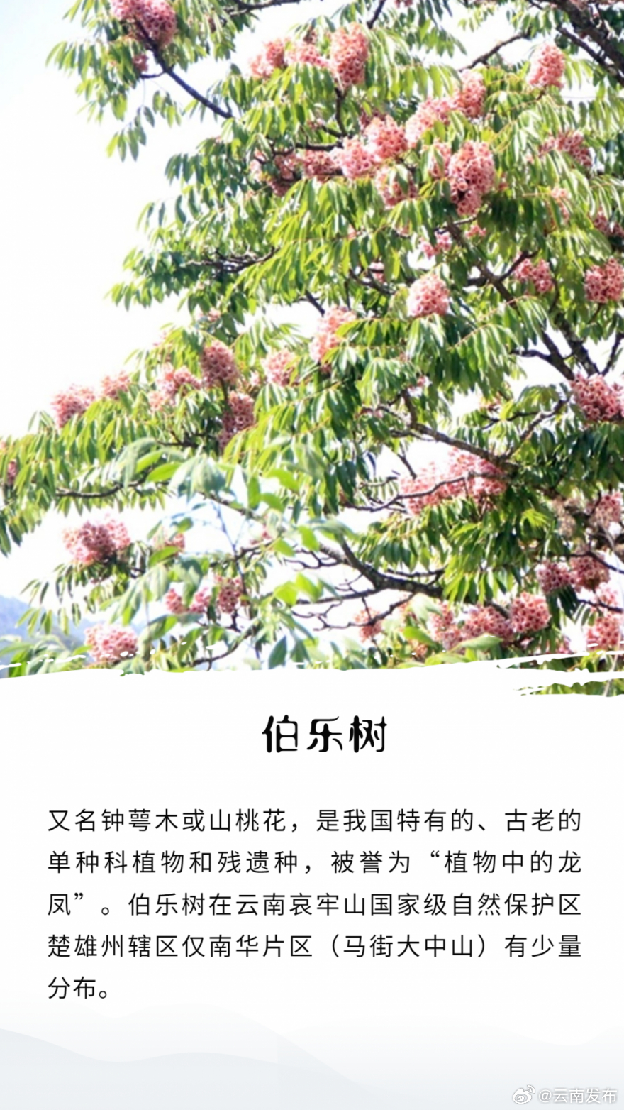 云南发布