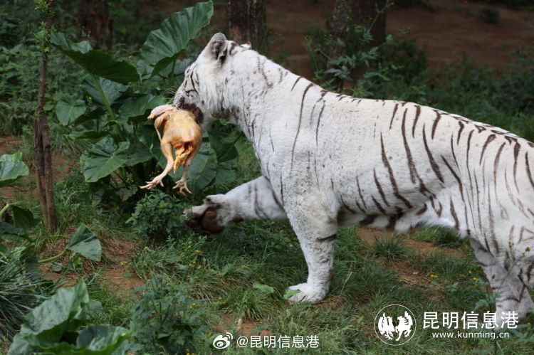 昆明信息港微博