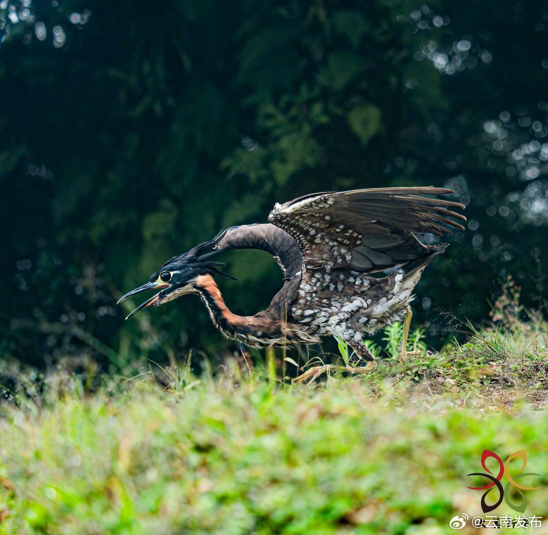 濒危动物海南鳽多次现身哀牢山