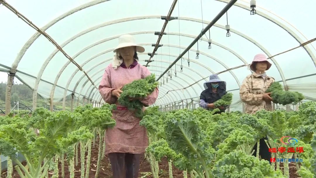 玉溪先锋