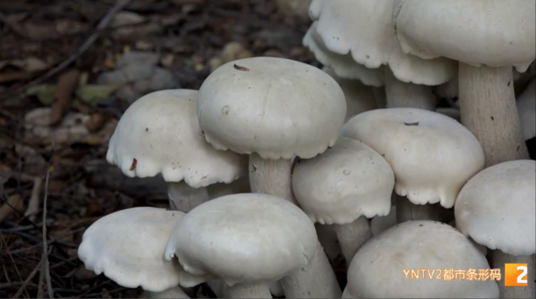 昆明信息港/cnkmxxg