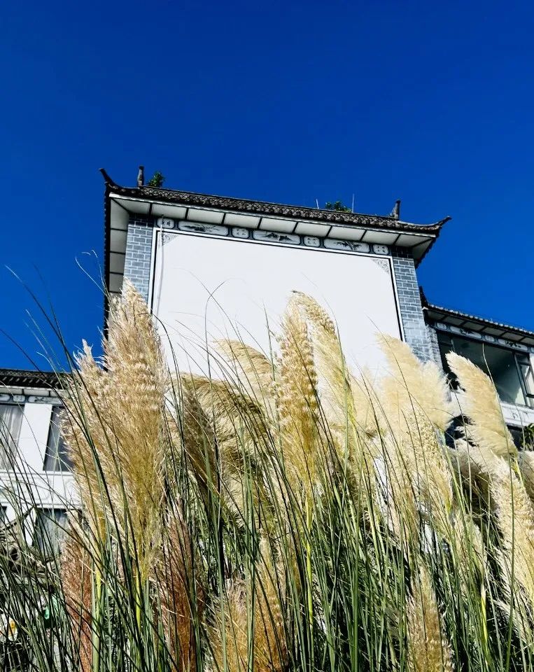 大理日报